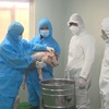 African swine fever vaccine successfully produced in Vietnam
