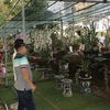 Hundreds of orchid species introduced at the Da Nang Orchid Festival