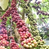 Vietnam to replant 107,000ha of coffee by 2025