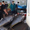 Tuna export expected to hit over 1 billion USD in 2022