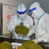China appreciates Vietnam’s first shipment of durian