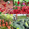 Fruit and vegetable exports reach 1 billion USD in Q1 turnover