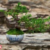 Bonsai captures vitality of nature