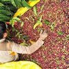 Sustainable development key to success of Vietnamese coffee