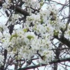 White pear blossom festival held in Lao Cai