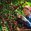 Vietnam needs to develop coffee branding to go global