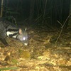 Rare civet species discovered in central natural reserve