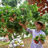 Enhancing trade activities through Vietnam trade agencies in foreign countries