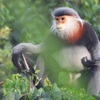 Efforts exerted to protect gray-shanked douc langurs in Phu Yen