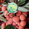 Hai Duong province works to ensure smooth lychee sales