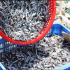 Fishermen in Phu Yen enjoy bountiful anchovy catches