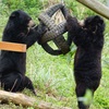 Bear Sanctuary Ninh Binh promotes sustainable tourism