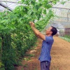 Quang Binh develops organic agriculture