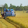 Vietnam’s rice export prices on downward trend