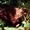 Forest protection campaign to save saola launched
