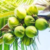 Vietnam’s coconut sector aims for export revenue of 1 billion USD