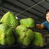 Vietnam’s fruit and vegetable exports beat five-year record