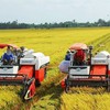 Export results in 2023 provide stepping stone for rice sector next year