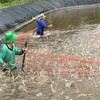 Vietnam’s shrimp sector still has strong potential for growth
