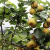 Lao Cai to host ripe pear picking festival