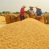 Mekong Delta to develop 500,000 hectares of high quality rice