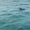 Dolphins, whales spotted multiple times around Co To island
