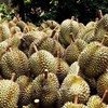 Over 255 tonnes of durian exported via Lao Cai border gates in first days of 2024