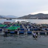 Khanh Hoa seeks green light for high-tech marine farming project