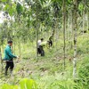 Large-timber forest area to be expanded to 1 million ha by 2030