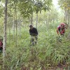 Strengthening forest management, protection and development