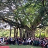 Writing contest on Vietnamese heritage trees launched