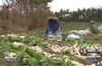 Học sinh sáng chế máy rửa rau củ tại ruộng