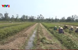 Nông dân Quảng Nam mở rộng diện tích trồng lạc