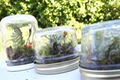 https://vtv1.mediacdn.vn/thumb_w/630/2015/terrariums-1445852579513.jpg