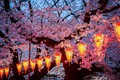 https://vtv1.mediacdn.vn/thumb_w/630/2016/spring-japan-cherry-blossoms-national-geographics-211-1458807678222.jpg