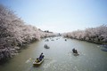 https://vtv1.mediacdn.vn/thumb_w/630/2016/spring-japan-cherry-blossoms-national-geographics-231-1458807678218.jpg
