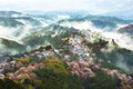 https://vtv1.mediacdn.vn/thumb_w/630/2016/spring-japan-cherry-blossoms-national-geographics-241-1458807643129.jpg