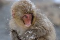 https://vtv1.mediacdn.vn/thumb_w/630/Uploaded/ngoctuyet/2013_06_26/snow-monkey-nagano_30046_600x450.jpg