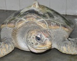 TT - Huế: Ngư dân bắt được cá thể rùa biển quý hiếm