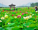 Những hồ sen đẹp ngất ngây ở Hàn Quốc