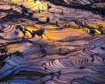 Ruộng bậc thang mùa nước đổ ở Trung Quốc đẹp như tranh