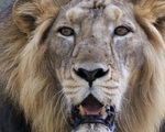 Mỹ: Sư tử xổng chuồng, người dân hoảng hốt