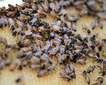 Trung Quốc: Va chạm xe, hàng triệu con ong 'xổng chuồng'