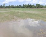 16.000ha lúa Hè Thu ở Bạc Liêu chưa xuống giống do thiếu nước