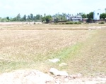 Bình Định: 12.000 ha lúa, hoa màu khô hạn nghiêm trọng