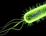 Cảnh báo bệnh nhiễm khuẩn Listeria gia tăng tại châu Âu