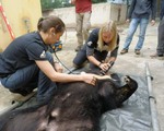 Chuyên gia Hà Lan tâm huyết bảo tồn gấu Việt Nam