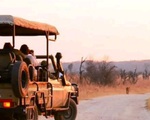 Săn bắn động vật hoang dã trở thành thú vui tại Zimbabwe