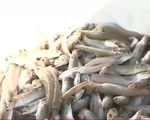 Cá biển chết hàng loạt tại Khánh Hòa