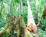 Bình Định xác định 9 đối tượng liên quan vụ đốn hạ cây cổ thụ